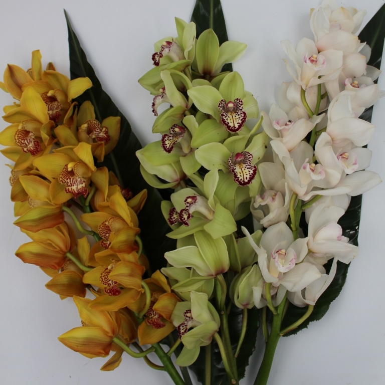 Mazzo Con Ramo Di Orchidee Cymbidium La Violetta Fiorai Da Due Generazioni 5655