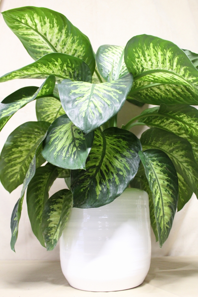 Dieffenbachia pianta sempreverde - La Violetta, fiorai da ...